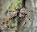 Nuctenea_umbratica_ci7580s
