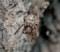 Nuctenea_umbratica_ci7595s