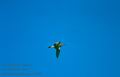 Numenius_phaeopus_2088