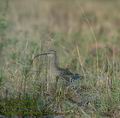 Numenius_phaeopus_2204