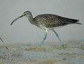 Numenius_phaeopus_db7837