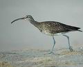 Numenius_phaeopus_db7839