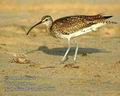 Numenius_phaeopus_db7866