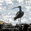 Numenius_phaeopus_ec0200