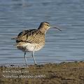 Numenius_phaeopus_ee4093