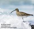 Numenius_phaeopus_ka0850