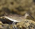 Numenius_phaeopus_ka1374