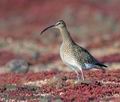 Numenius_phaeopus_kb0198