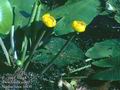 Nuphar_lutea_10430