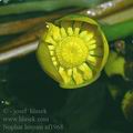 Nuphar_luteum_af1968