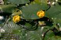 Nuphar_pumila_646