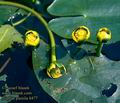 Nuphar_pumila_8477