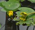 Nuphar_pumila_bo3468