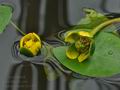 Nuphar_pumila_bo3479