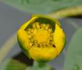 Nuphar_pumila_bo3486