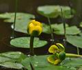 Nuphar_pumila_bo3499