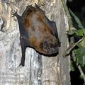 Nyctalus_noctula_ee6826