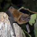 Nyctalus_noctula_ee6884