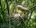 Nycticorax_nycticorax_1008