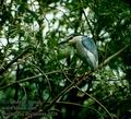 Nycticorax_nycticorax_2226