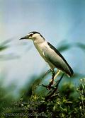 Nycticorax_nycticorax_39