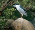 Nycticorax_nycticorax_8056