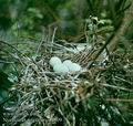 Nycticorax_nycticorax_8809