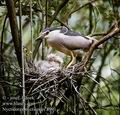 Nycticorax_nycticorax_8991