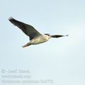 Nycticorax_nycticorax_bb4772