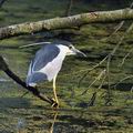 Nycticorax_nycticorax_bc2340