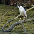 Nycticorax_nycticorax_bc2348