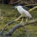 Nycticorax_nycticorax_bc2355