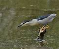 Nycticorax_nycticorax_bf6192