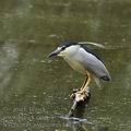 Nycticorax_nycticorax_bf6198