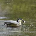 Nycticorax_nycticorax_bf6252