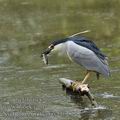 Nycticorax_nycticorax_bf6255