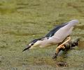 Nycticorax_nycticorax_bf9664