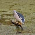 Nycticorax_nycticorax_bf9667