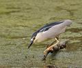 Nycticorax_nycticorax_bf9672