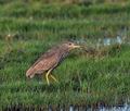 Nycticorax_nycticorax_bt8881