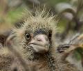 Nycticorax_nycticorax_bt9247