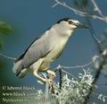 Nycticorax_nycticorax_da3075