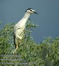 Nycticorax_nycticorax_da3095