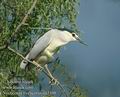 Nycticorax_nycticorax_da3108