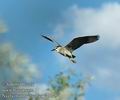 Nycticorax_nycticorax_da3145