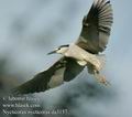 Nycticorax_nycticorax_da3157