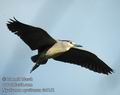 Nycticorax_nycticorax_da3161