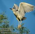 Nycticorax_nycticorax_da3227