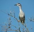 Nycticorax_nycticorax_da4650