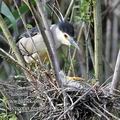 Nycticorax_nycticorax_fc2094